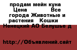 продам мейн куна › Цена ­ 15 000 - Все города Животные и растения » Кошки   . Ненецкий АО,Белушье д.